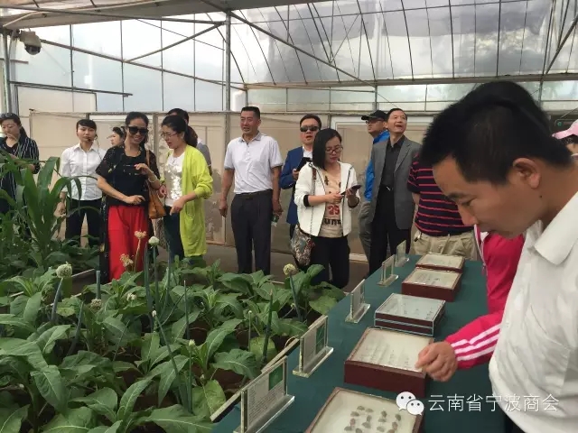 参观玉溪庄园，丰富了大家的烟草知识，了解了烟草文化